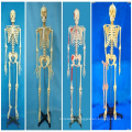 Full Size 170 Cm Human Skeleton with Open Skull, Muscle Painted and Ligament